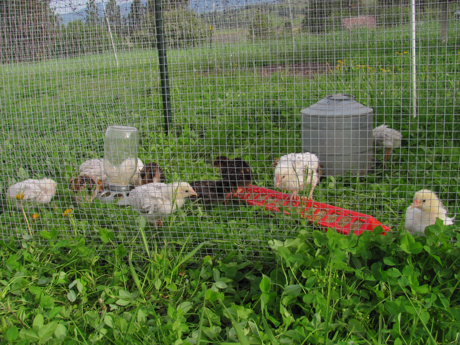 Pastured Chicks Amaranta Farm